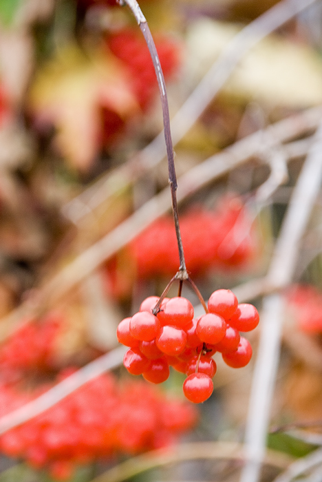  Autumn color