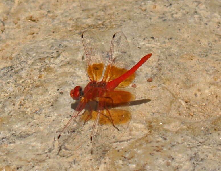  red dragon-fly