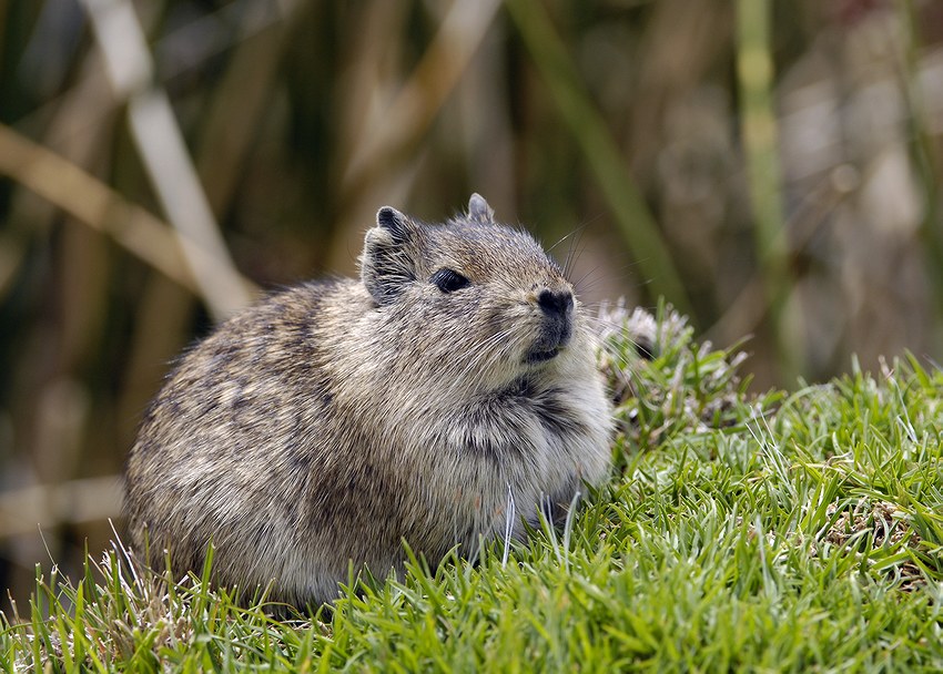  Wild genie pig