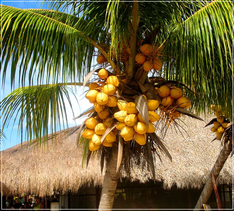  El Coco