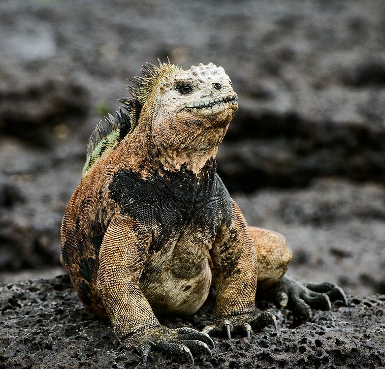  iguan