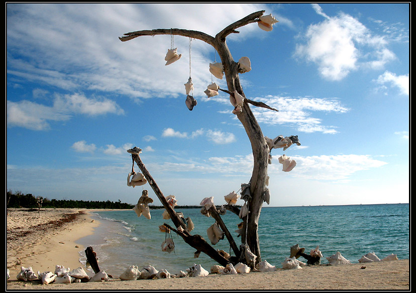  Arbol de la Muerrte