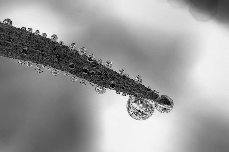  Dew