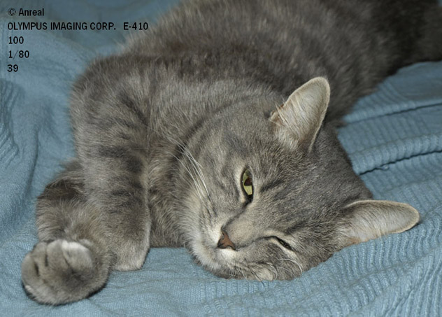 Phoenix da cat