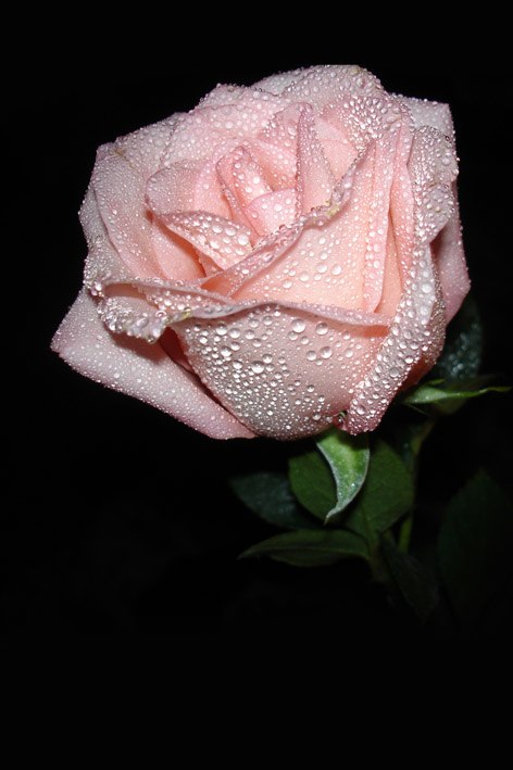  drops