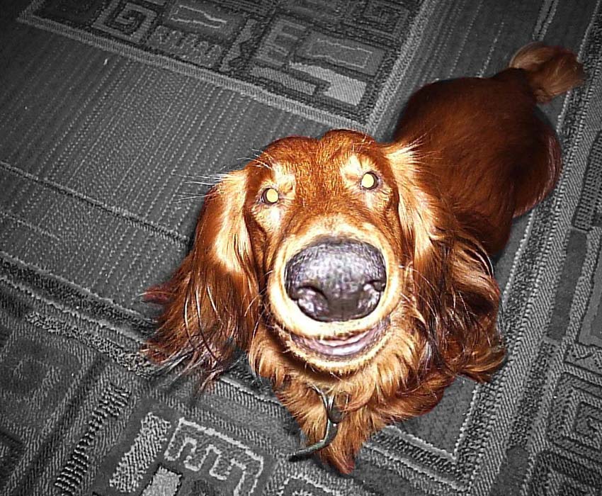  the dog
