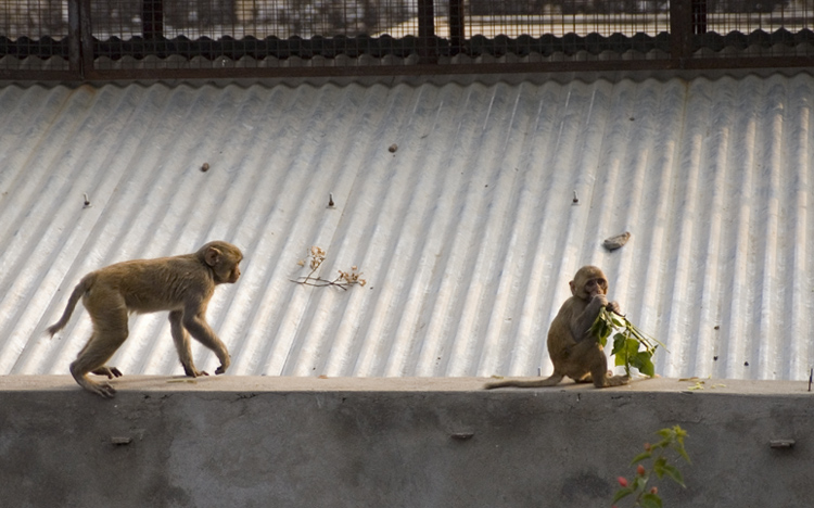  monkeysss...