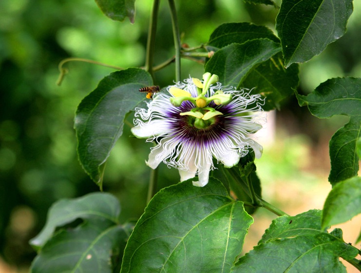   Passion fruit    