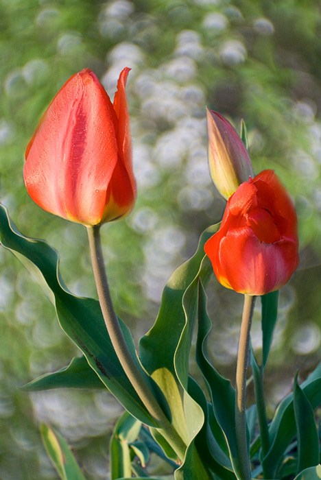  Tulip