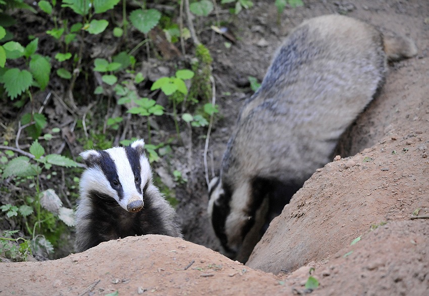  Badger 