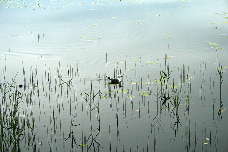  just nature