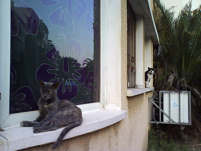  Cats