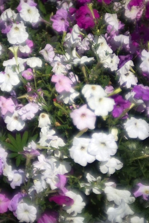  Bed of flowers