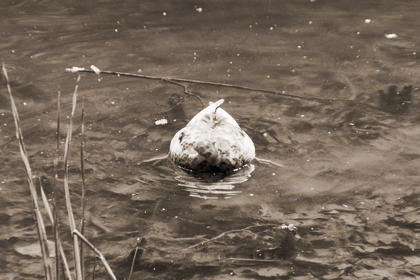     wildlife 