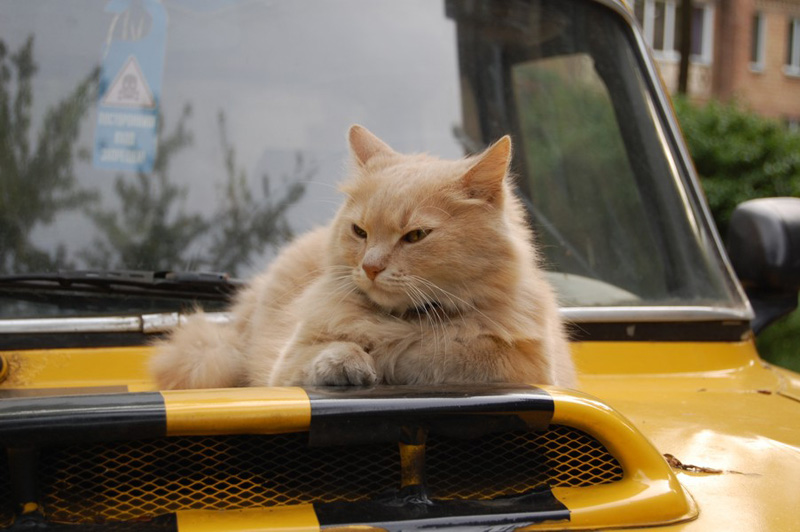  Cat the rider!