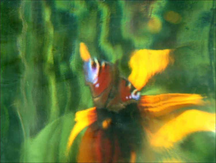  in vitro