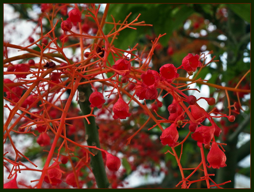  Brachychiton acerifolius