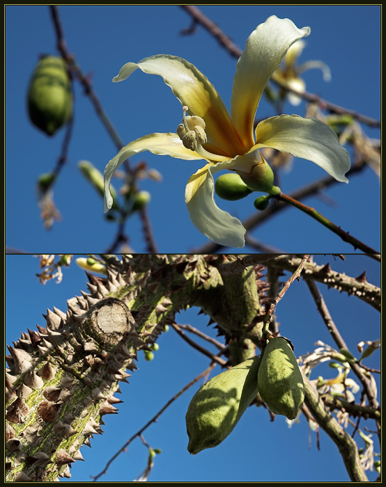  Chorisia insignis