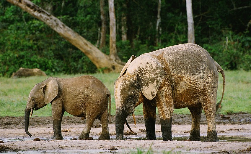  Loxodonta cyclotis