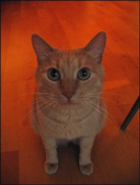  Zver ))