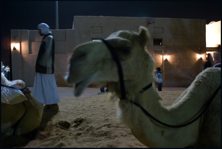  camel