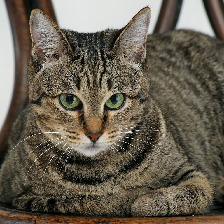  HYPNOTIZING: People Say that Cat Portret