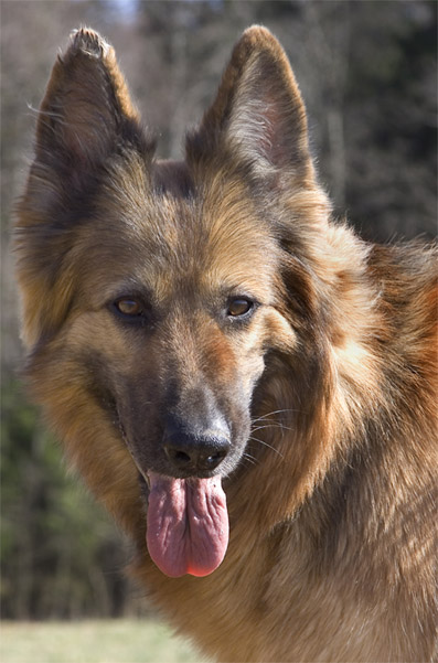  Umadog