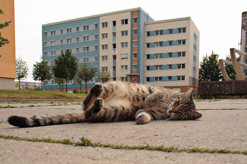  Miezekatze