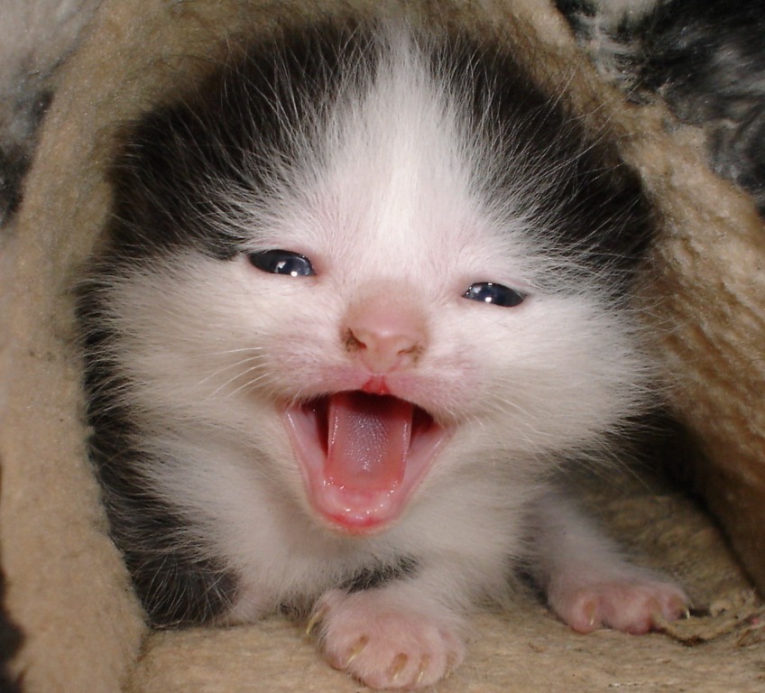  SWEETY
