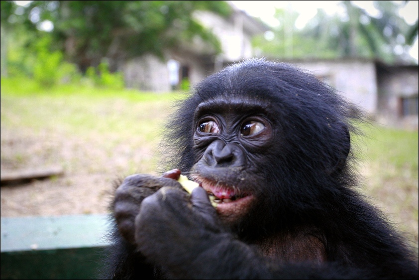  Bonobo