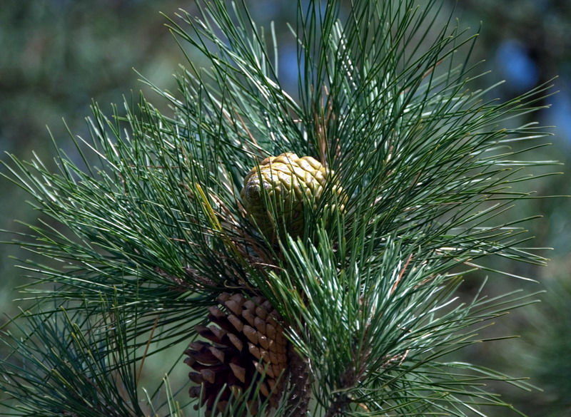  Gexeckutyun