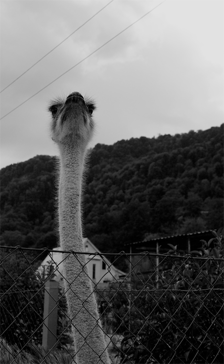  .....   , 