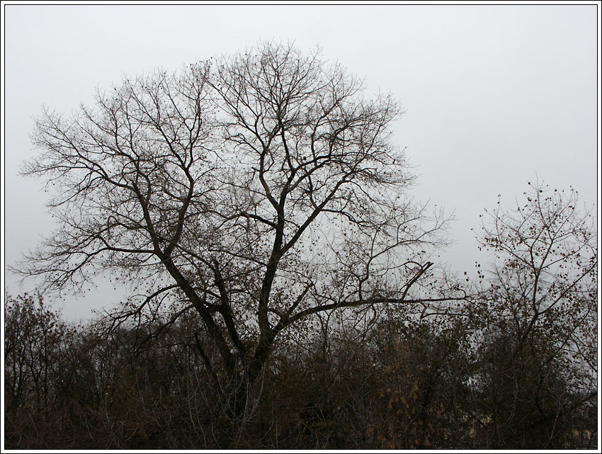  November
