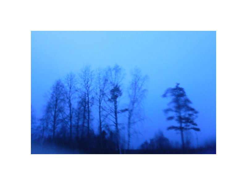  blue trees