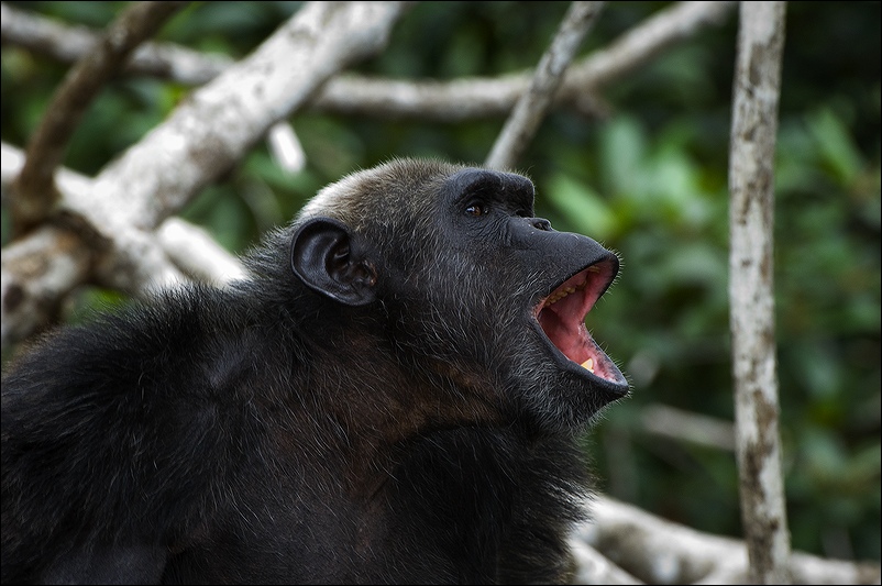  Pan troglodytes C