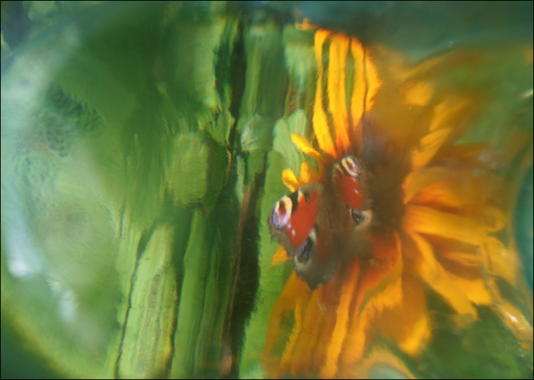  in vitro