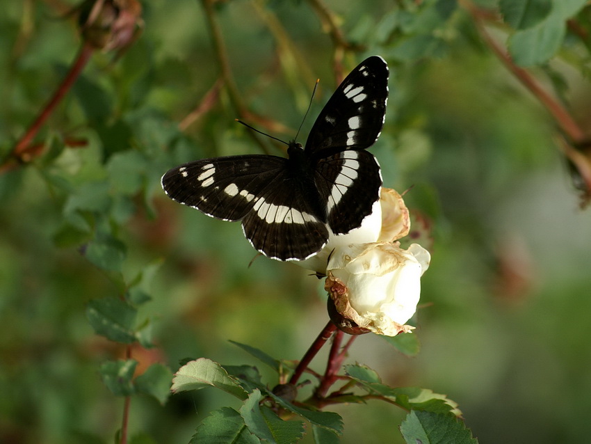  Limenitis camilla.