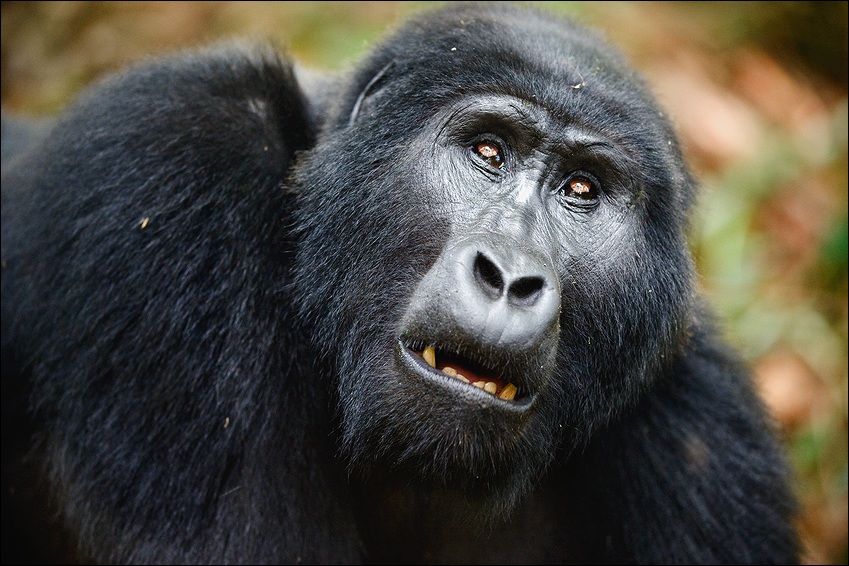  Gorilla 