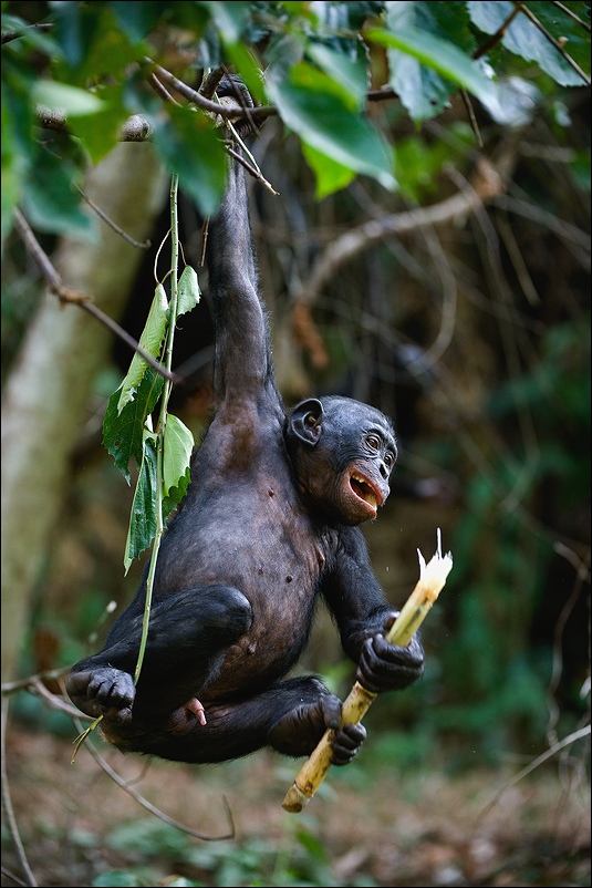  Bonobo 22