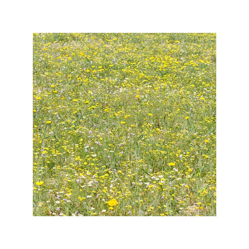  Tessuti floreali