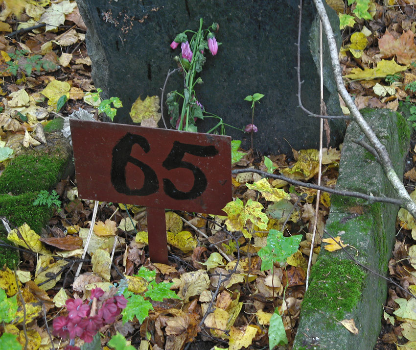  65