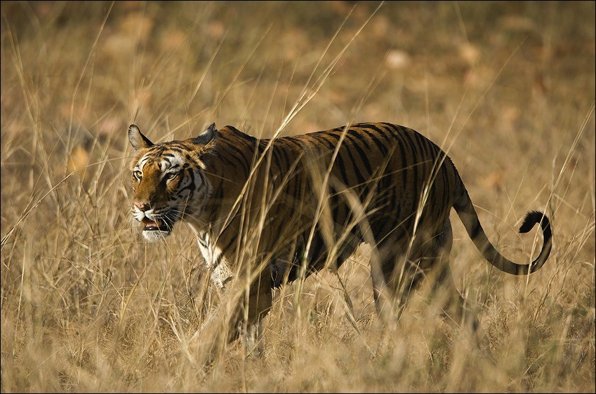  Tigris