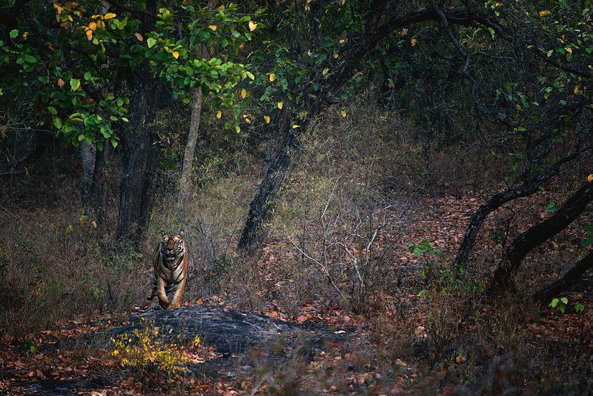  Panthera tigris tigris