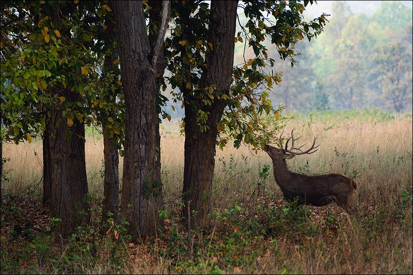  Cervus duvauceli