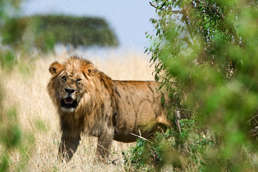  Leo