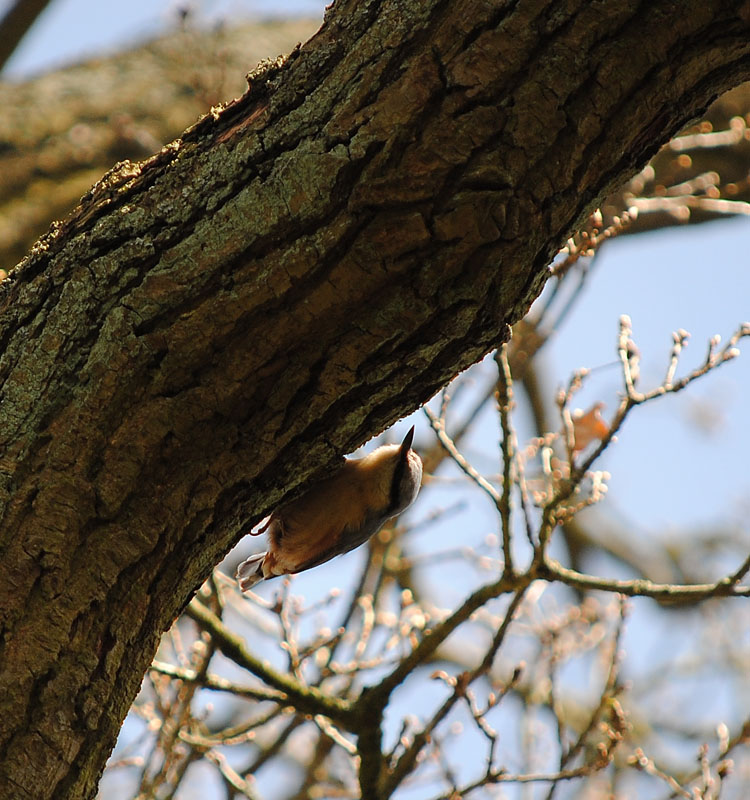  Sitta europaea ( )