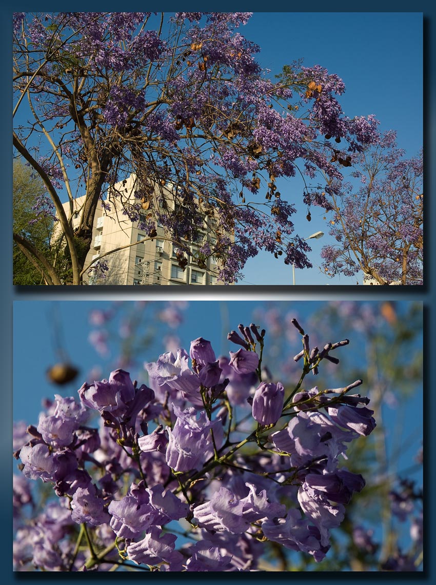  Jacaranda mimosaefolia