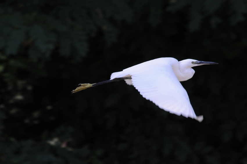  Heron