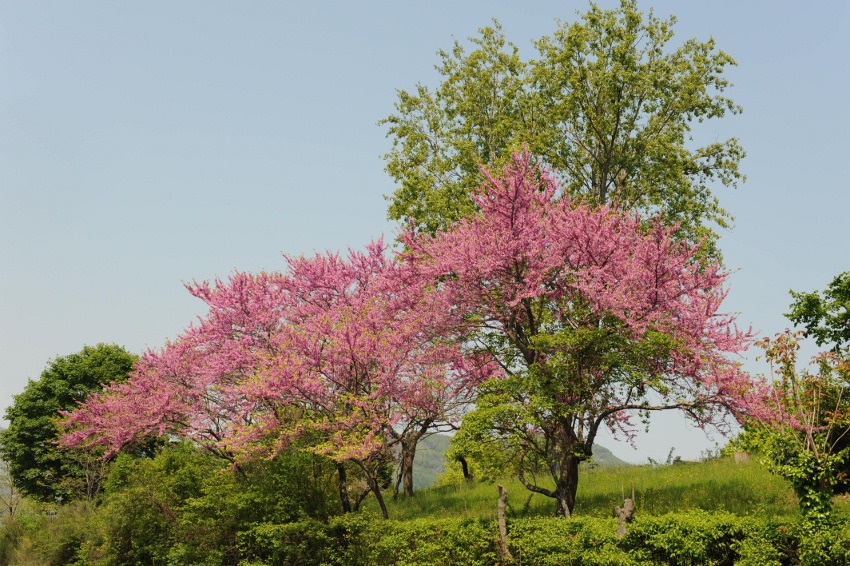  Trees