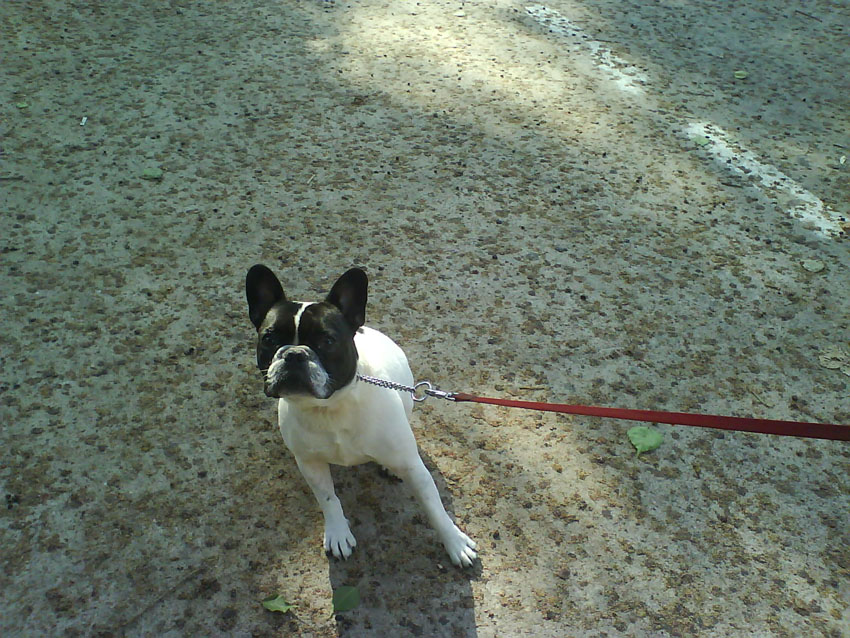  Doggy